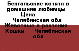 Бенгальские котята в домашние любимцы › Цена ­ 7 000 - Челябинская обл. Животные и растения » Кошки   . Челябинская обл.